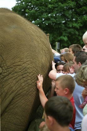 Touching the Elephant