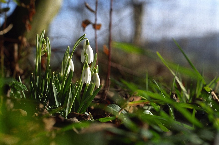 January 2006. First snowdrops