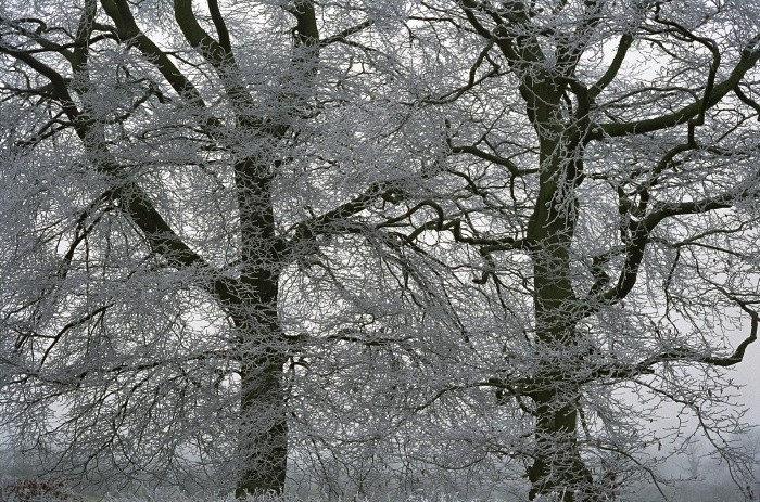 February 2006. Freezing Fog gives the trees a white coating