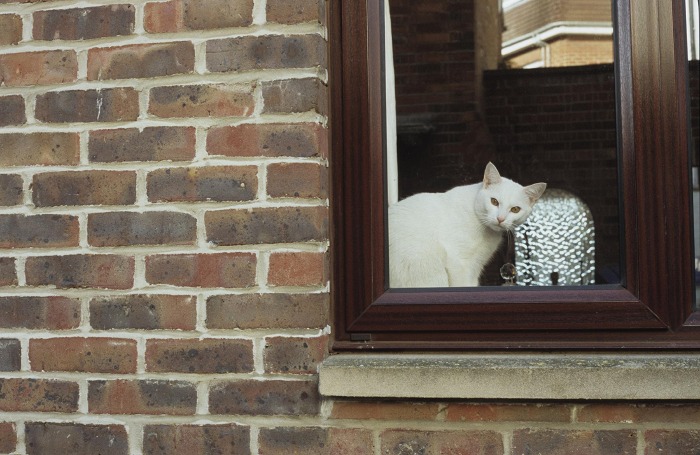 February 2006. A white cat in Abingdon