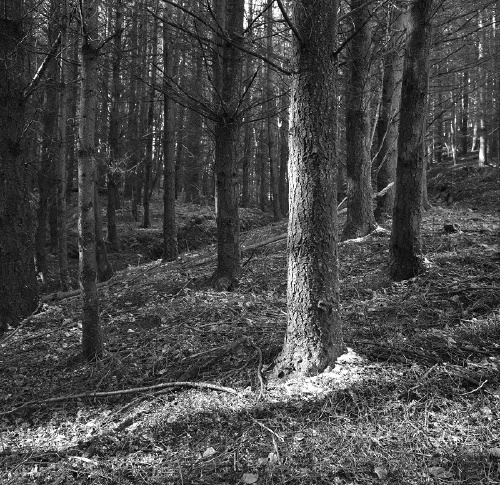 March 2006. Forest.