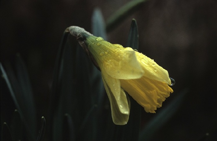 March 2006: 1st Daffodil
