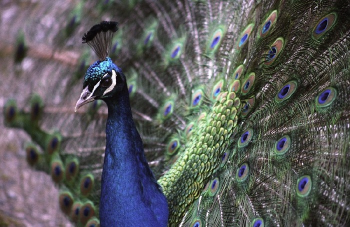 March 2006: The Peacocks start displaying