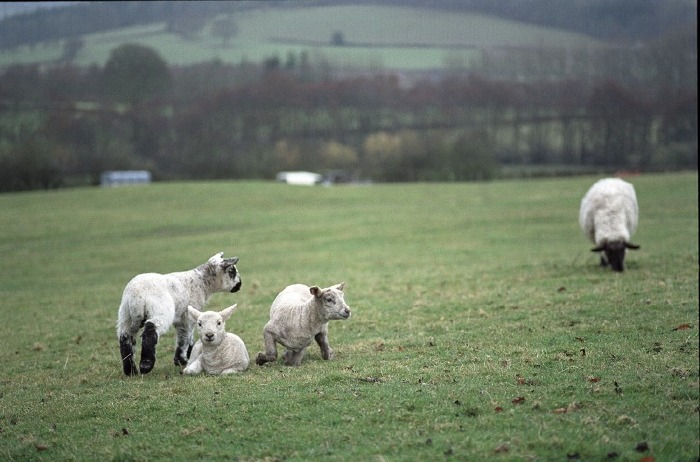 March 2006: Lambing time