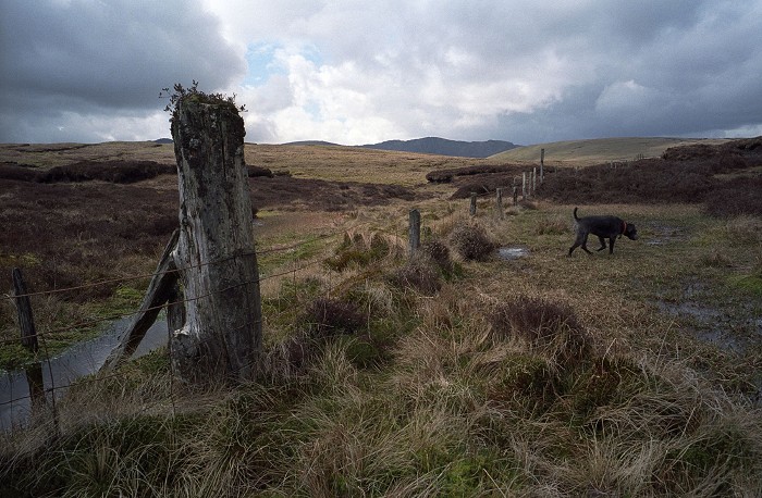 Cambrian Mountains and a fence sinks into the bog