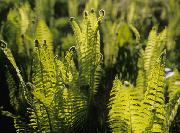 Freshly unfurled ferns, Scotland.
