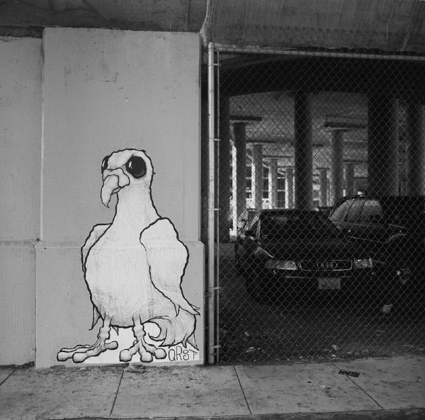 Bird Graffiti