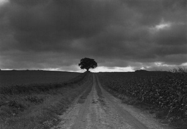 Track, corn and lonesome tree