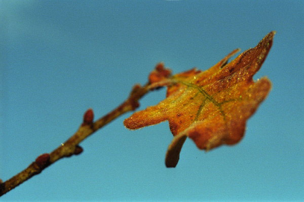 Frosted Oak leaf