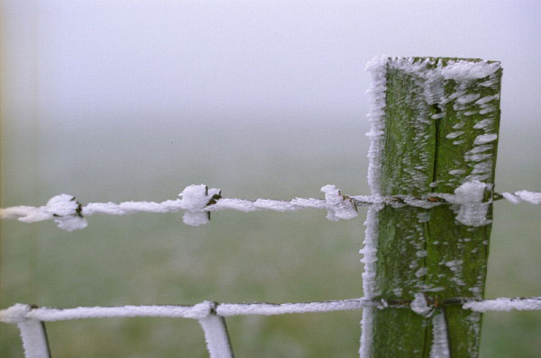 Freezing mist on a wire fence