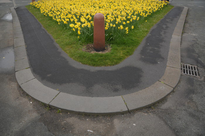 Scarborough daffodils