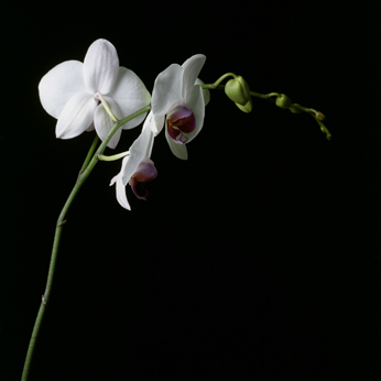 90flowers03_white_orchid.jpg