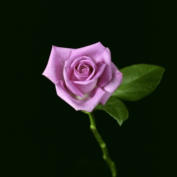 90flowers11_pink_rose.jpg