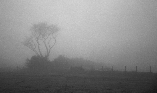 foggy tree